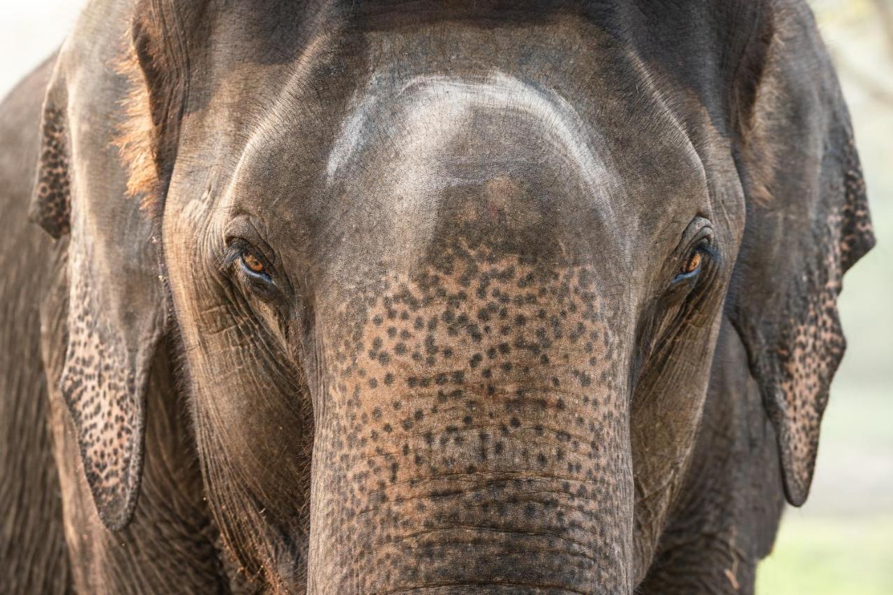 Kaav Safari Lodge, Kabini Begur Экстерьер фото