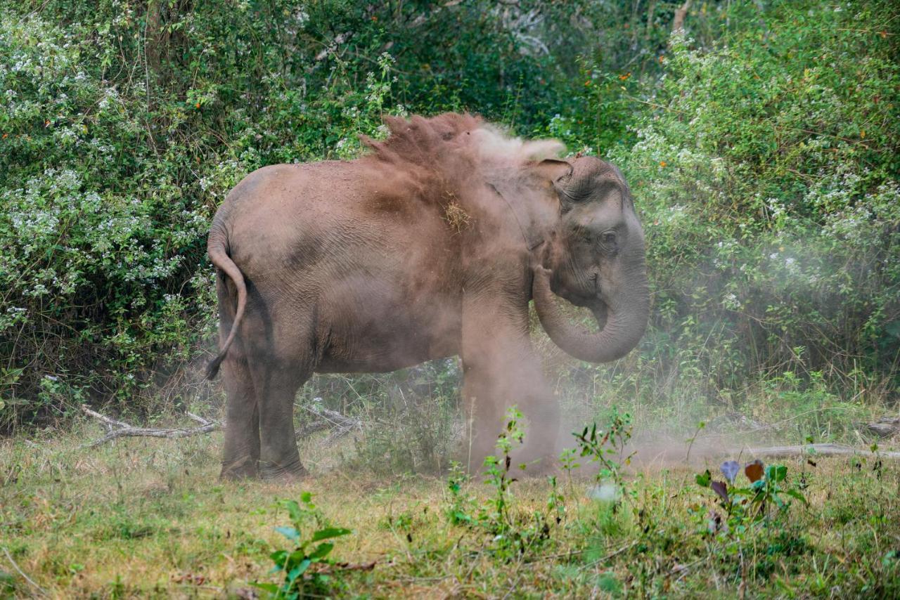 Kaav Safari Lodge, Kabini Begur Экстерьер фото